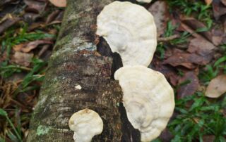 Mushroom on the decomposing tree in the jungle of Sumatra Bukit Lawang