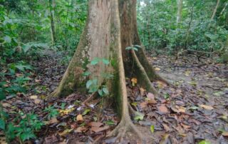 agathis dammara tre in the jungle of sumatra Bukit Lawang