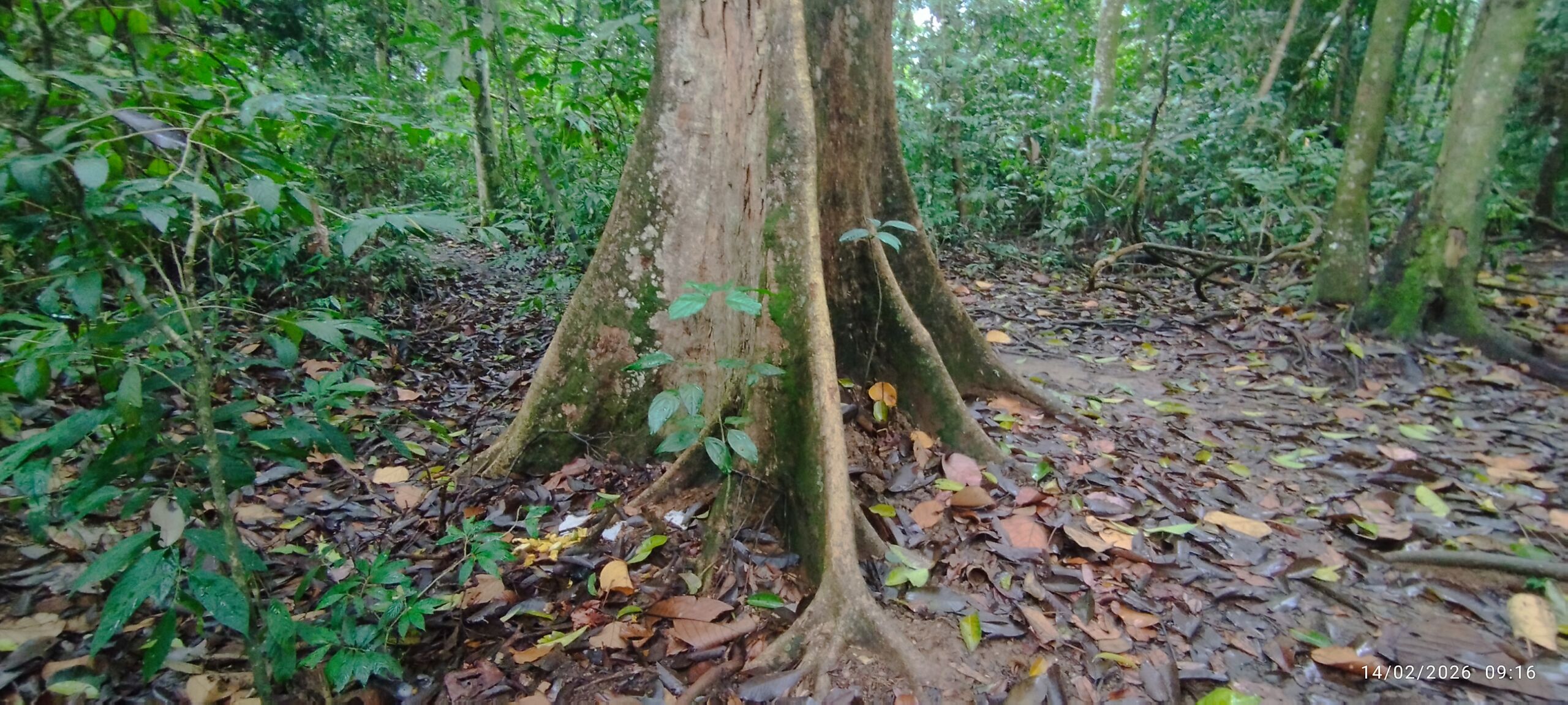 agathis dammara tre in the jungle of sumatra Bukit Lawang