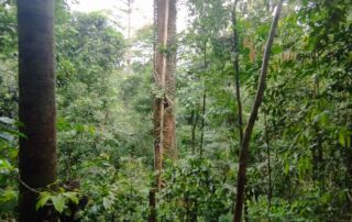 Green jungle of sumatra Bukit Lawang