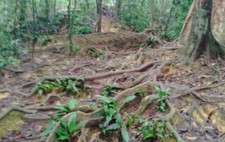 Rugged surface jungle floor of sumatra in Bukit lawang