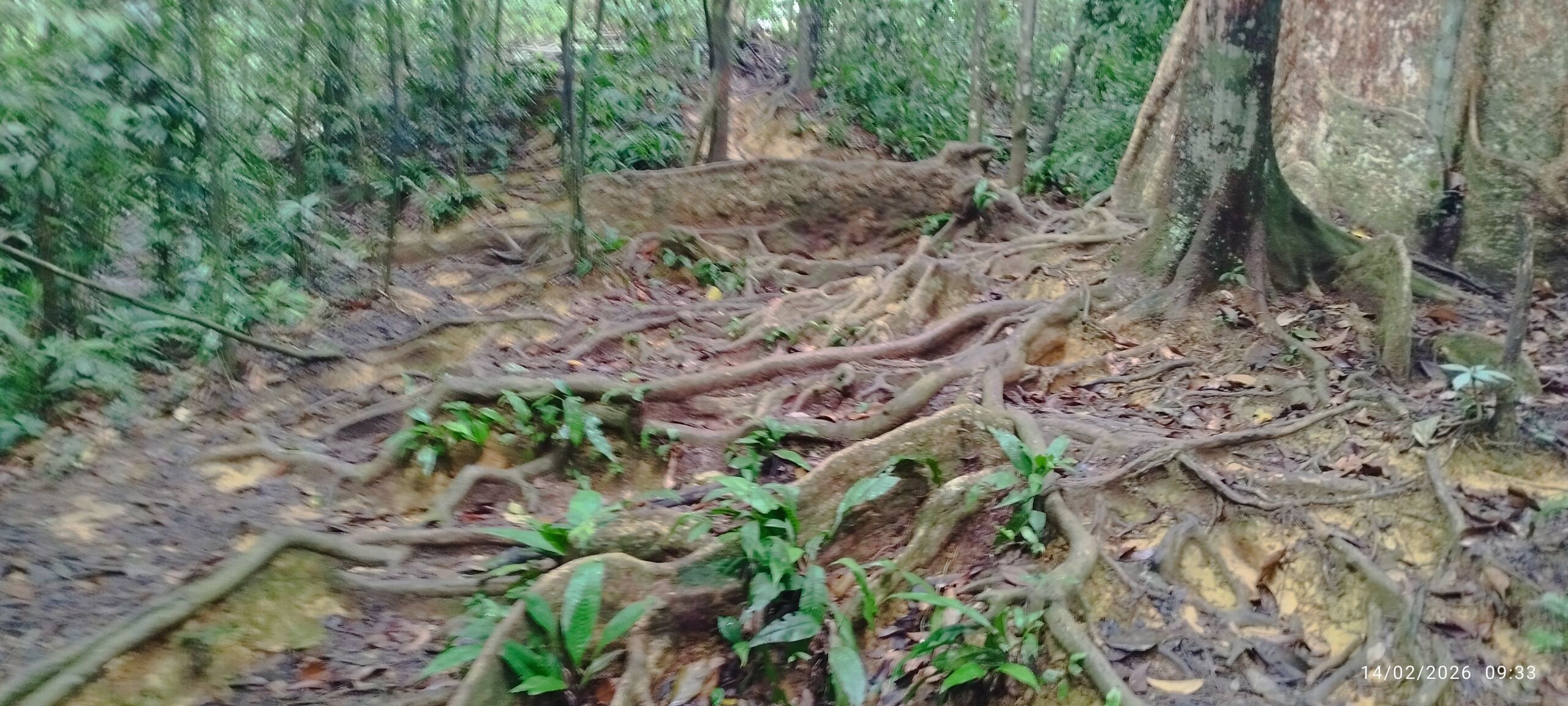 Rugged surface jungle floor of sumatra in Bukit lawang