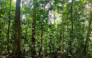 Green hill of sumatra jungle Bukit Lawang