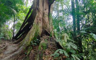 very old tree in the jungle of sumatra Bukit Lawang