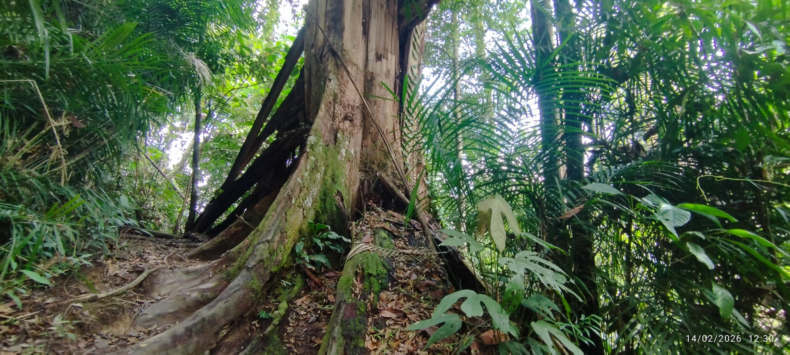 very old tree in the jungle of sumatra Bukit Lawang