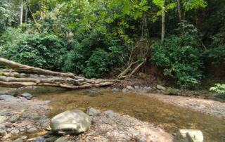 a creek next to the jungle camp in the sumatra jungle