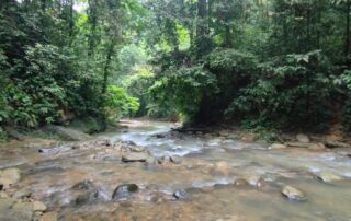 a beautiful creek in the sumatra jungle
