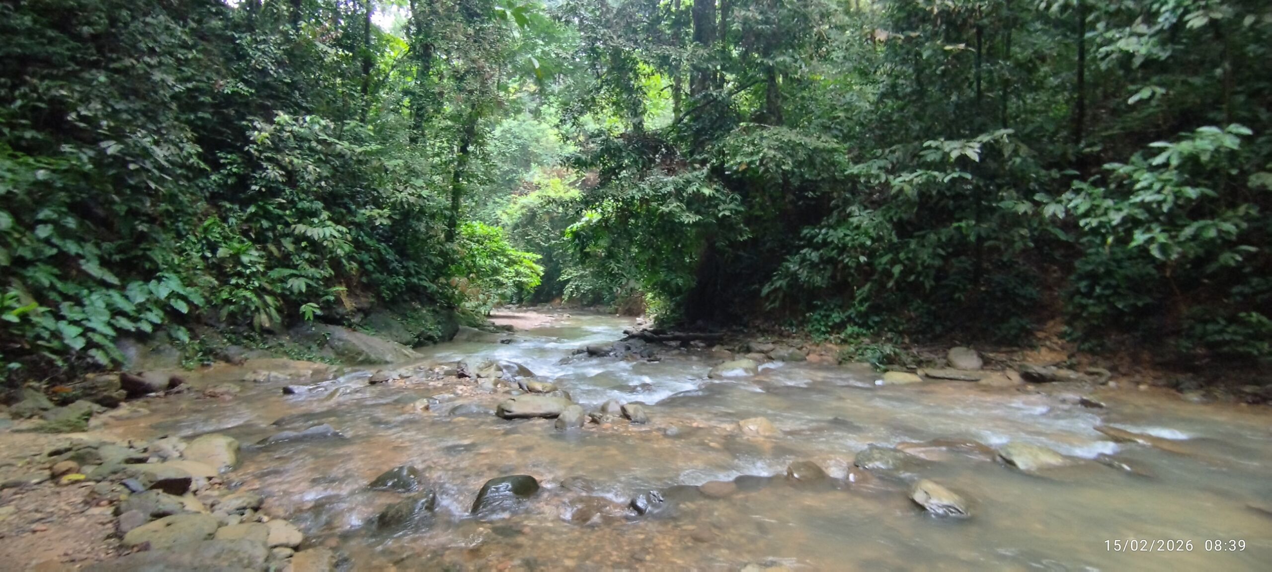 a beautiful creek in the sumatra jungle