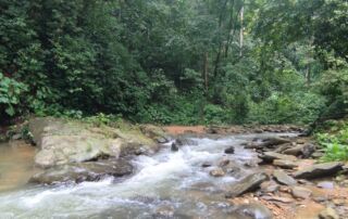 A beautiful creek surrounded by the jungle
