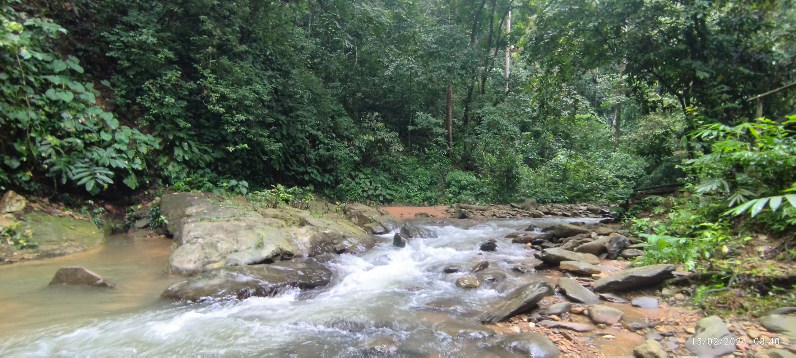 A beautiful creek surrounded by the jungle