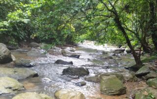 A river next to the jungle shelter