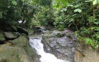 Jungle river in the jungle of sumatra