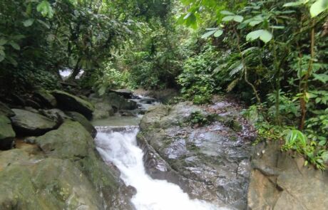 Jungle river in the jungle of sumatra