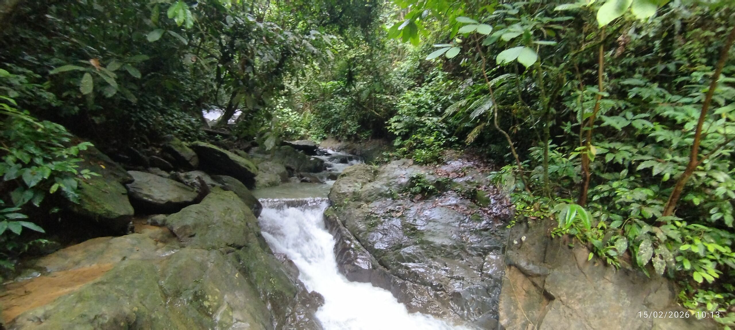 Jungle river in the jungle of sumatra