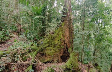 a big and decomposing tree in the jungle of sumatra