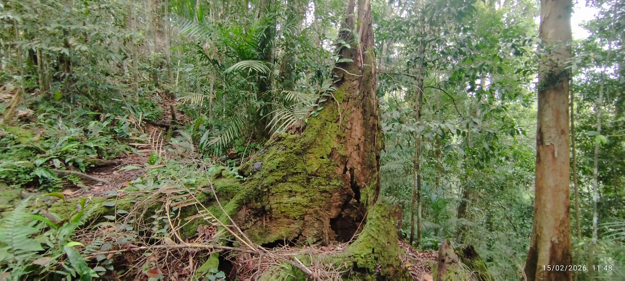 a big and decomposing tree in the jungle of sumatra