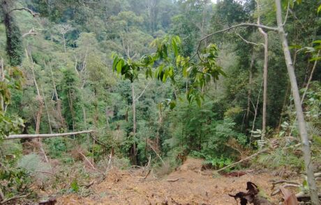 Good view of the green hill sumatra jungle