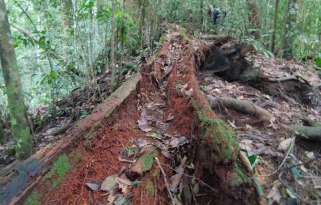 rotten log sumatra jungle