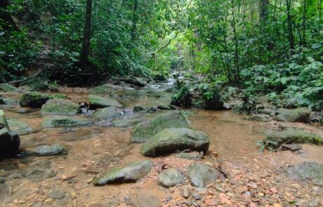 Beautiful River in the jungle trek trip Bukit Lawang