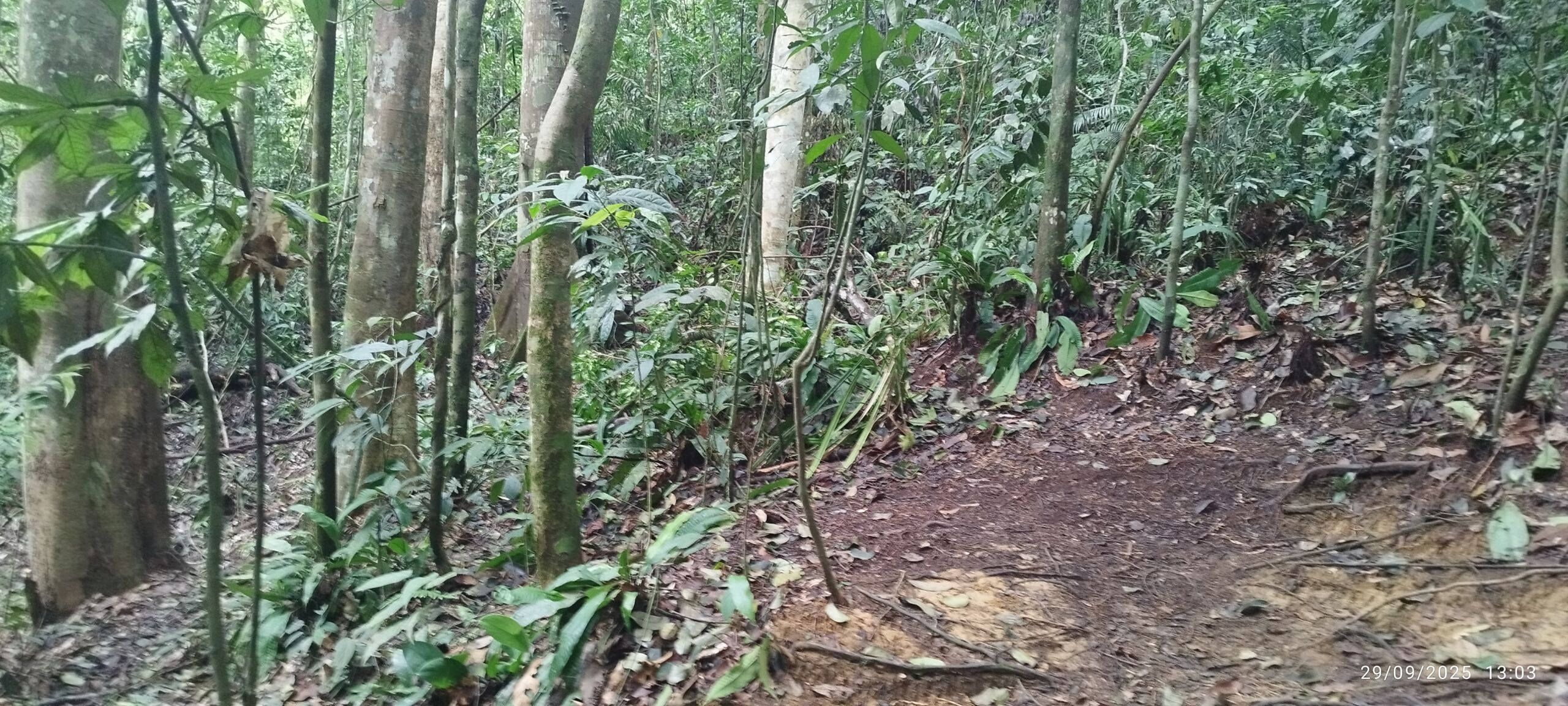 Lush green jungle of sumatra in Bukit lawang