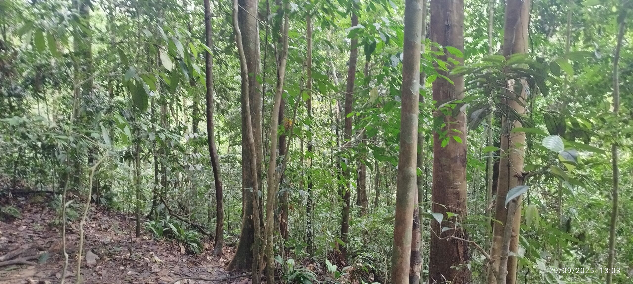 Trees and green lush of sumatra jungle Bukit Lawang