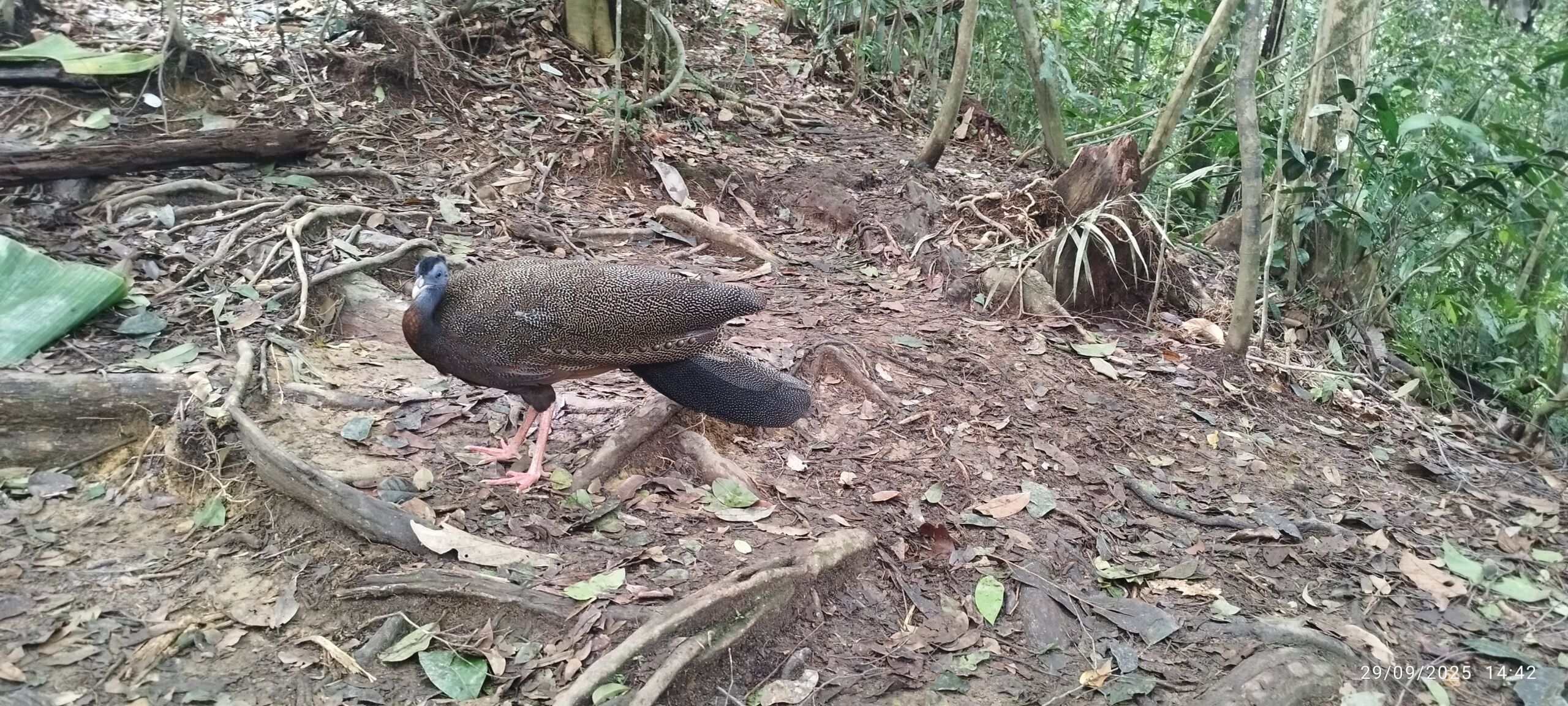 Peacock bird in the jungle of sumatra Bukit Lawang