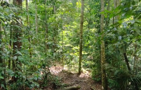 Sumatra jungle
