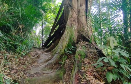a really big tree in the jungle of sumatra