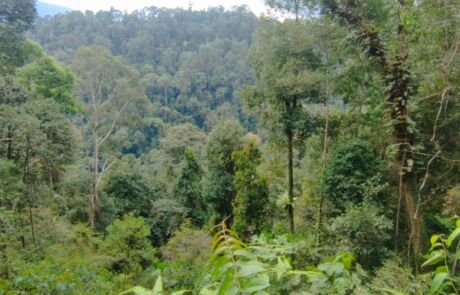 Sumatra Rain Forest of Gunung Leuser National Park