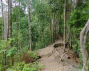 Sumatra jungle in bukit lawang terrain