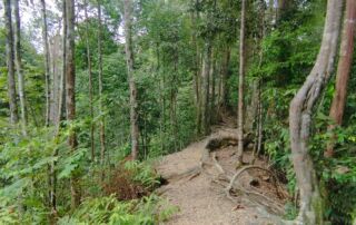 Sumatra jungle in bukit lawang terrain