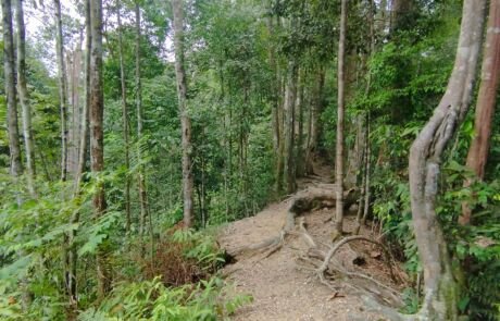 Sumatra jungle in bukit lawang terrain