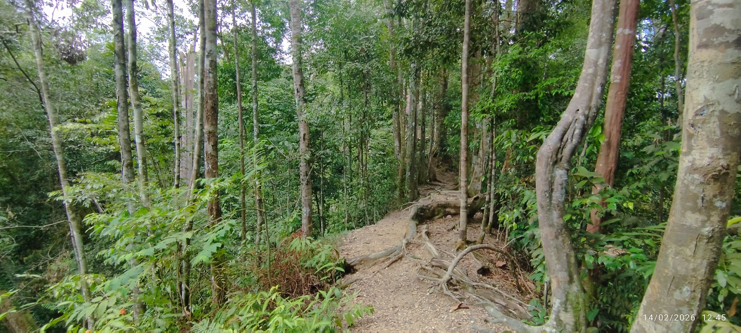 Sumatra jungle in bukit lawang terrain