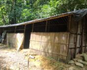 A jungle shelter, beautiful sterilised and thousand star hotel in the jungle of sumatra