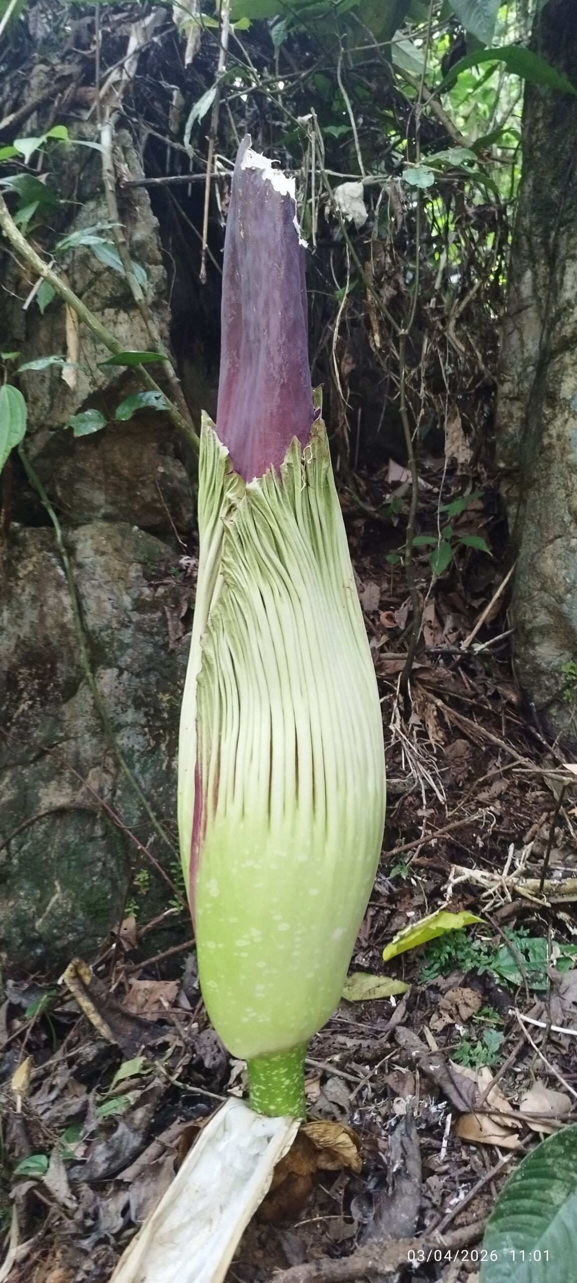 Amorphophallus titanum arun Amorphophallus titanum arun