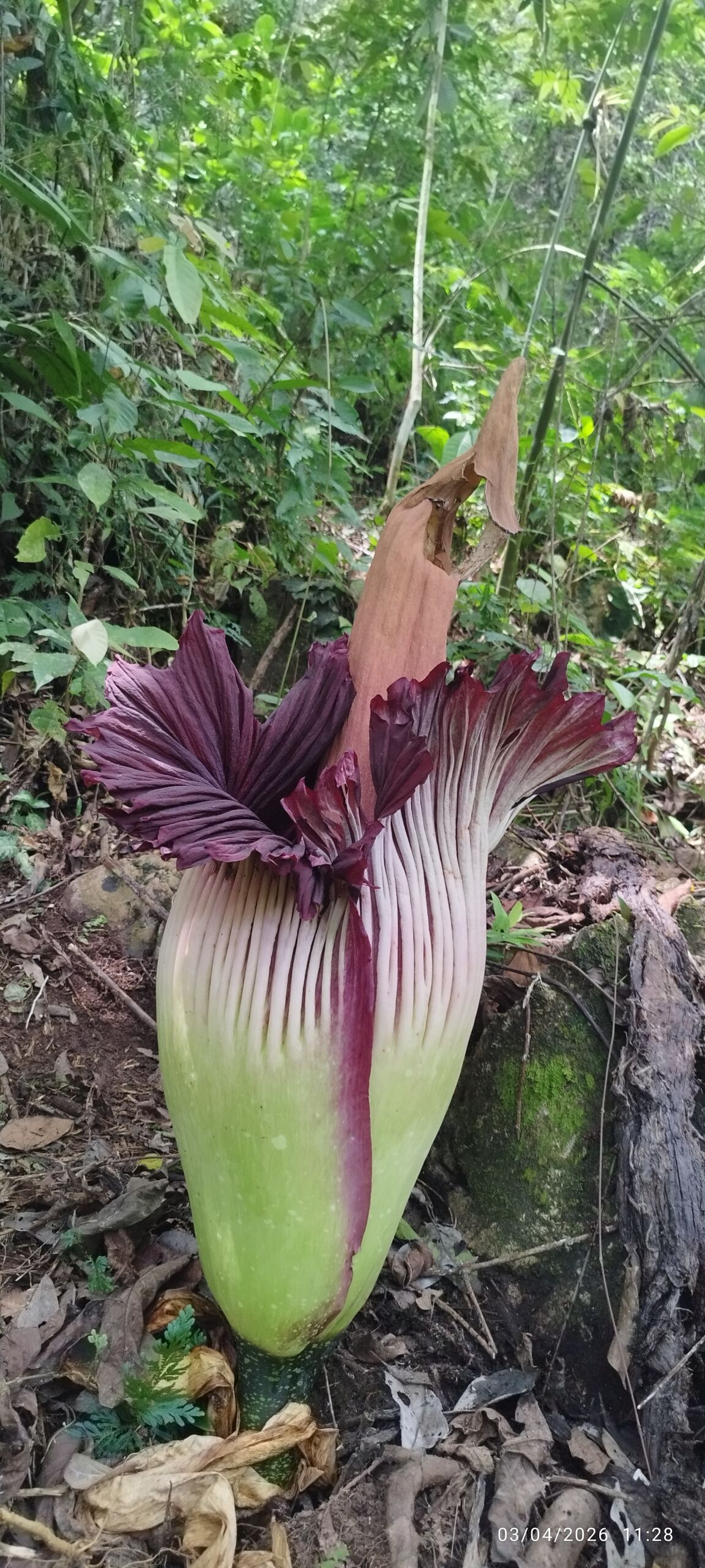 amorphophallus titanum in the jungle of sumatra Batu Katak bahorok amorphophallus titanum in the jungle of sumatra Batu Katak bahorok