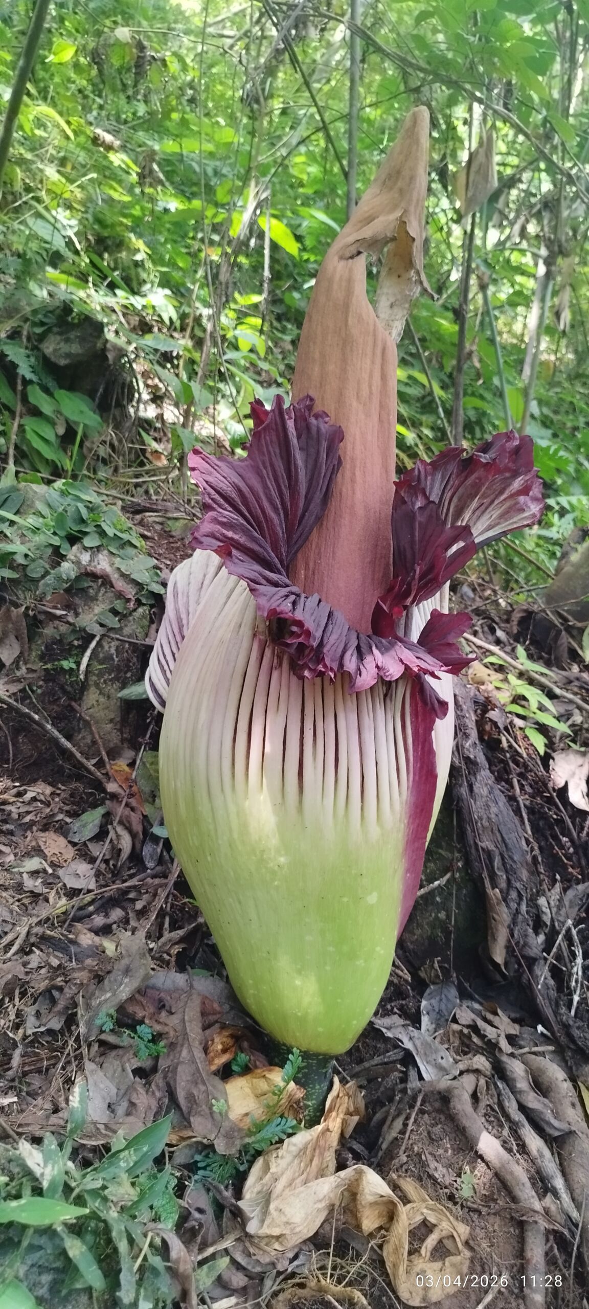 Amorphophallus titanum arun Amorphophallus titanum arun