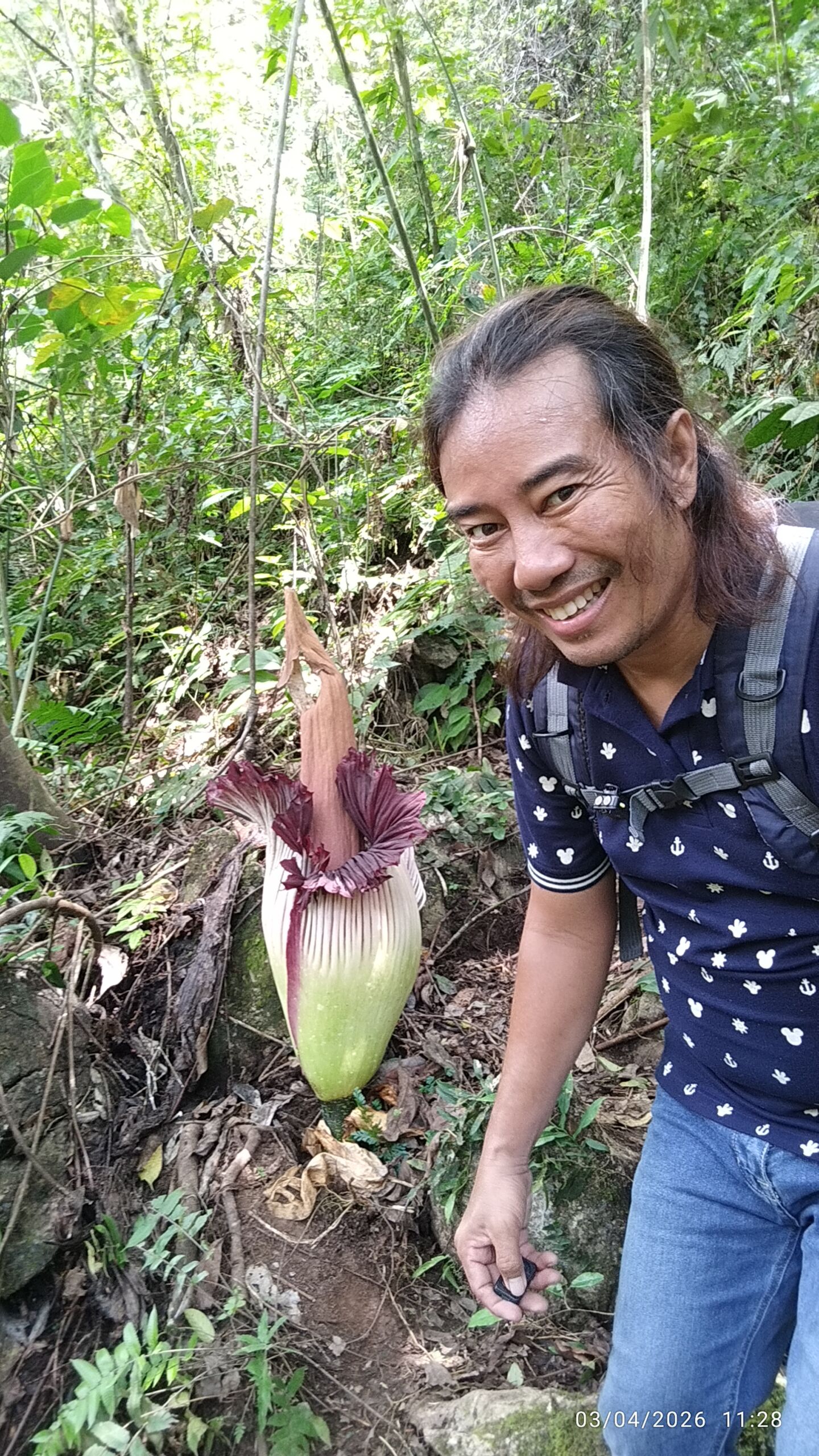 Amorphophallus titanum arun Amorphophallus titanum arun