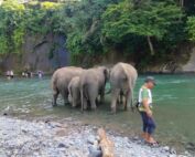 Sumatra Elephant Sanctuary in Tangkahan, North Sumatra
