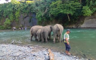 Sumatra Elephant Sanctuary in Tangkahan, North Sumatra