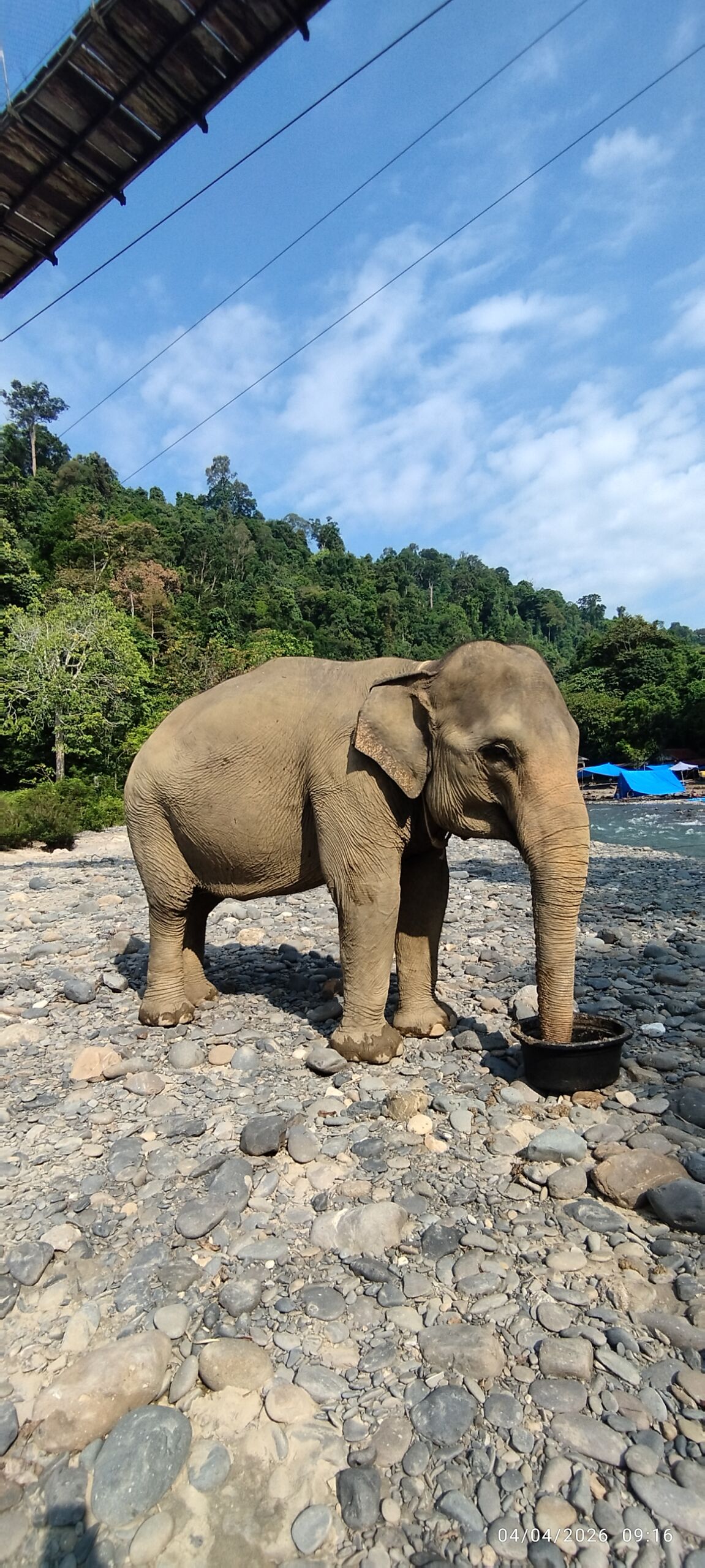 Sumatra Elephant in Tangkahan North Sumatra Sumatra Elephant in Tangkahan North Sumatra