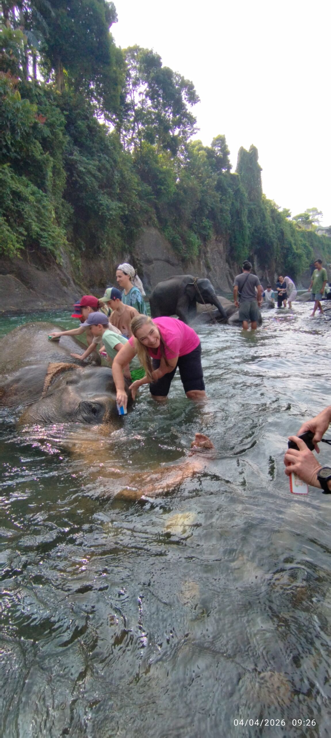 Sumatra Elephant in Tangkahan North Sumatra Sumatra Elephant in Tangkahan North Sumatra