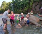 Sumatra Elephant in Tangkahan, sumatra , indonesia