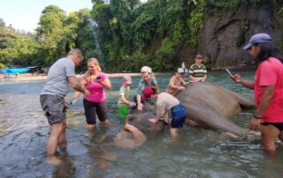 Sumatra Elephant in Tangkahan, sumatra , indonesia