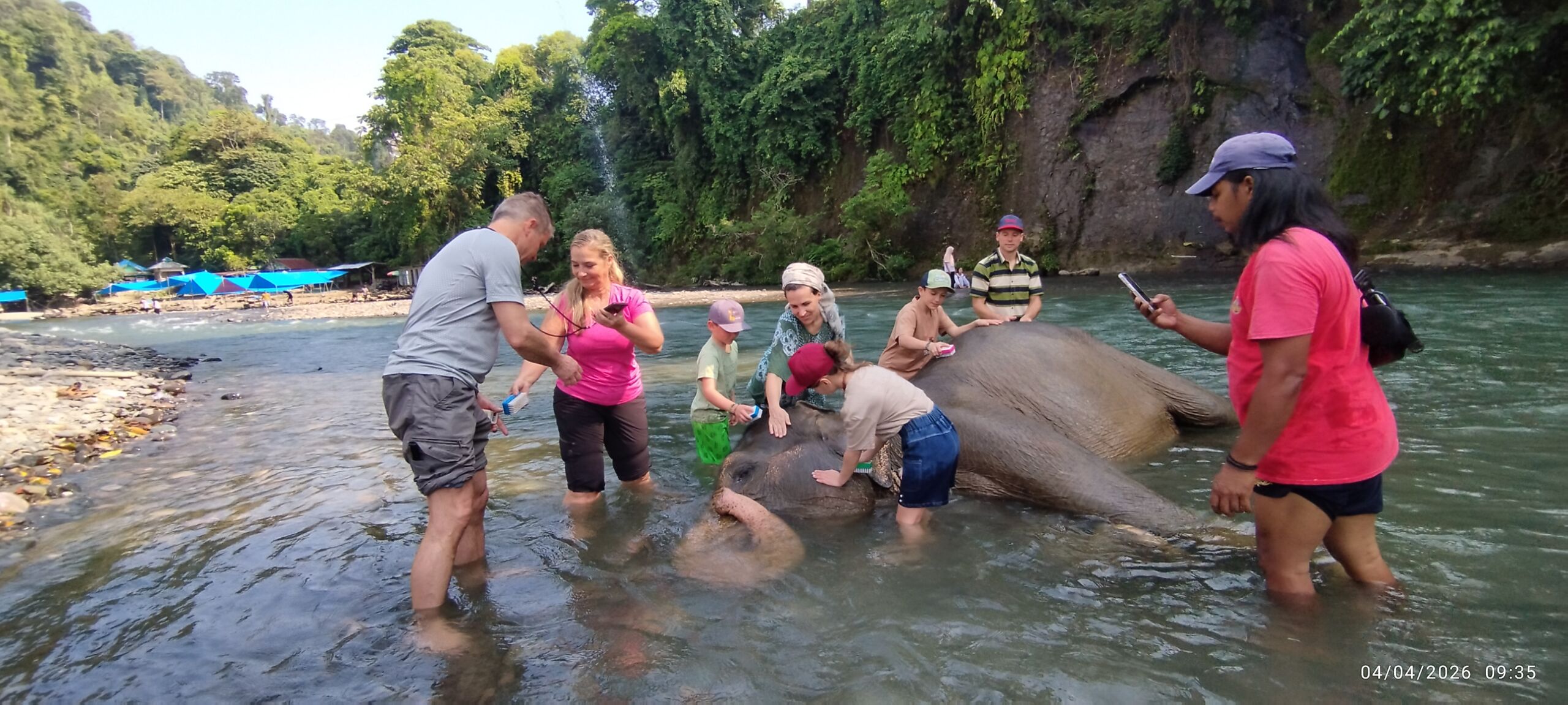 Sumatra Elephant in Tangkahan, sumatra , indonesia