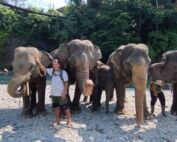 Sumatra Elephant in the sumatra elephant sanctuary in Tangkahan, NorthSumatra, Indonesia