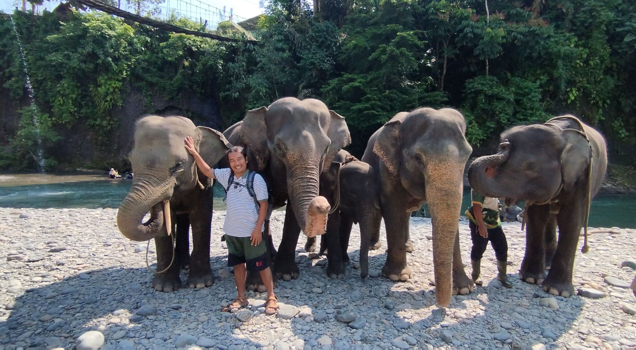 Sumatra Elephant in the sumatra elephant sanctuary in Tangkahan, NorthSumatra, Indonesia
