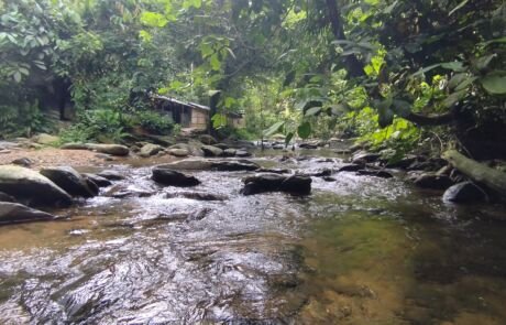 a clean crystal clear water next to the jungle shelter a clean crystal clear water next to the jungle shelter