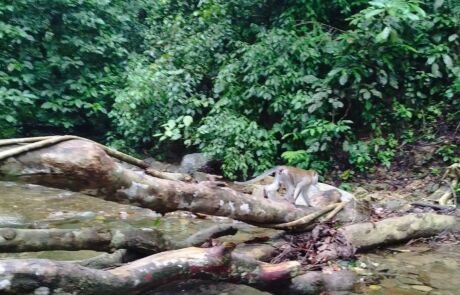 a falling tree in the jungle of sumatra near the campsite a falling tree in the jungle of sumatra near the campsite