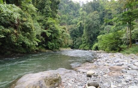 a river and the sumatra jungle